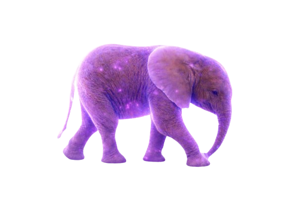 Aura the baby elephant